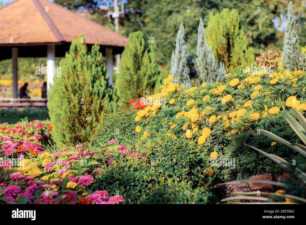 Colorful of flower in the garden Stock Photo - Alamy