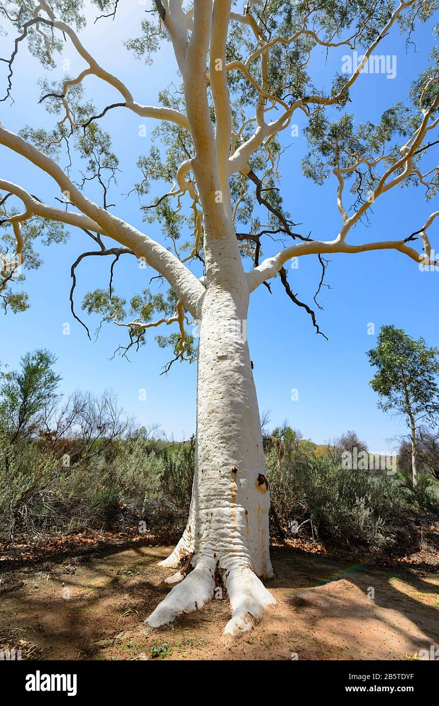 White Gum Tree High Resolution Stock Photography and Images Alamy