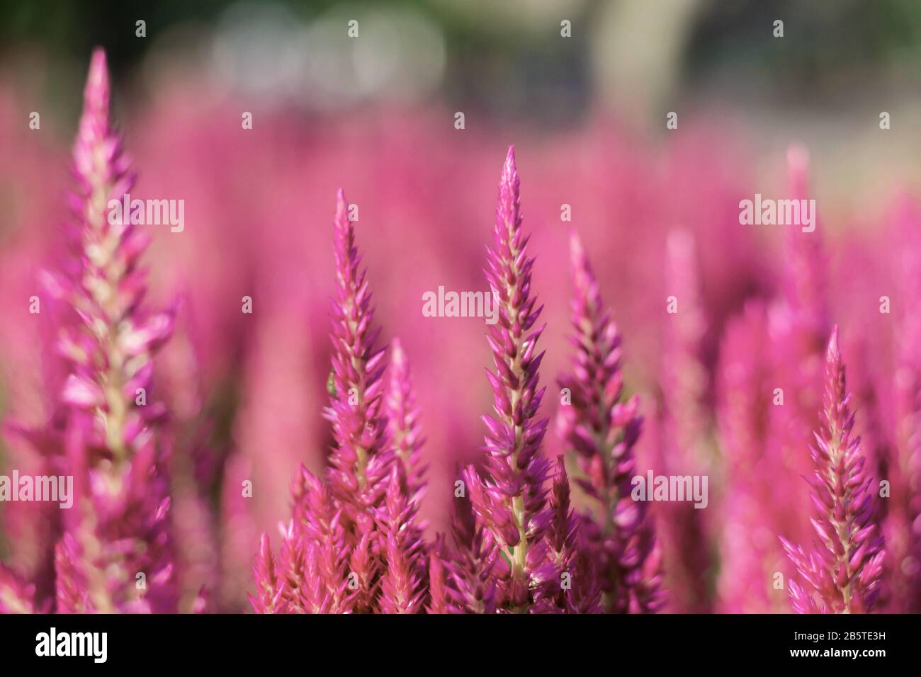 Beautiful purple blooms hi-res stock photography and images - Alamy