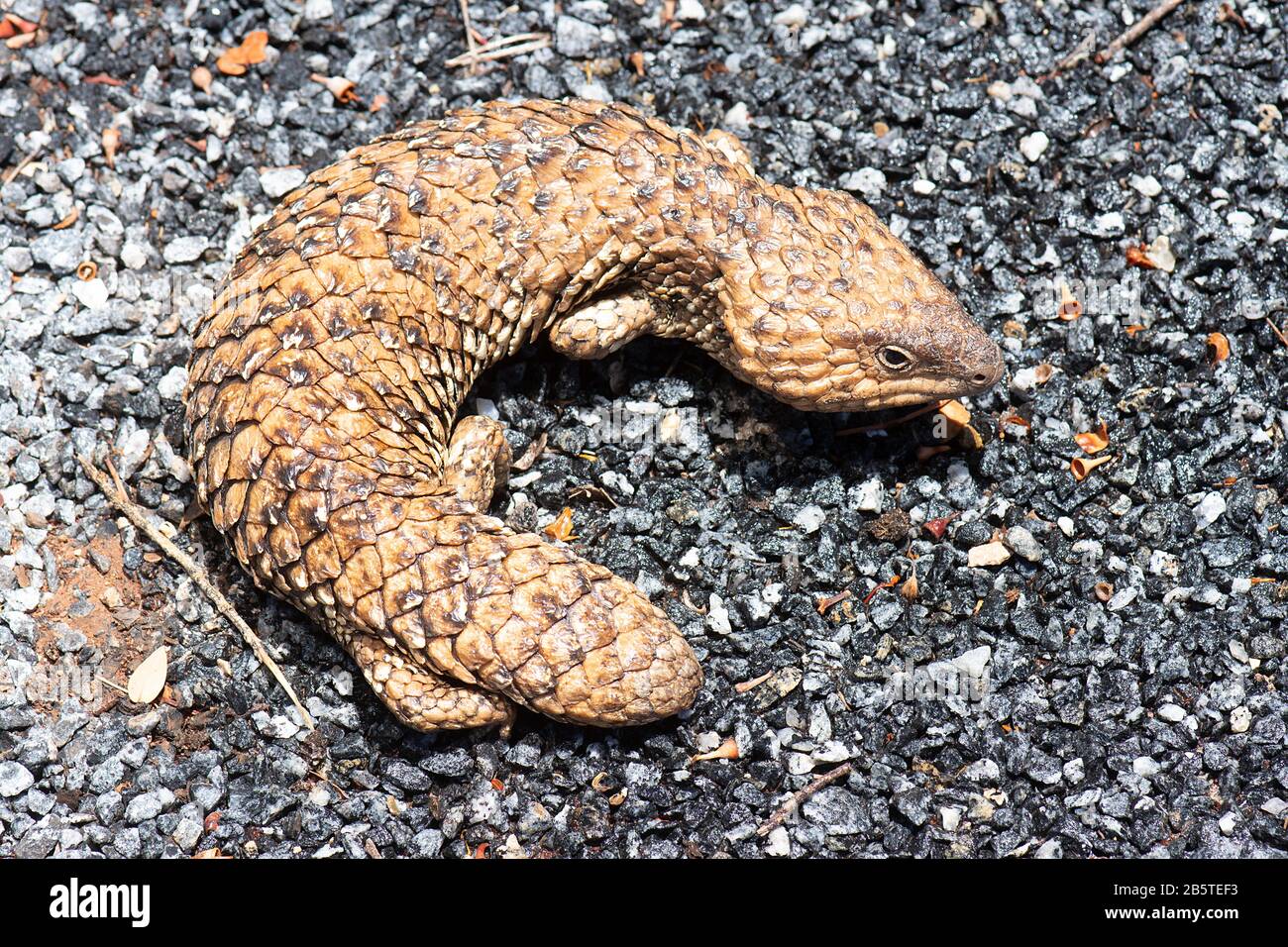 Blue Tongue Skink or Blue Tongue Lizard (Tiliqua scincoides), Broken
