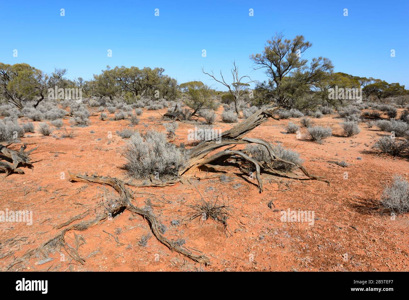 Arid Outback landscape with red soil near Kingoonya, South Australia, SA, Australia Stock Photo