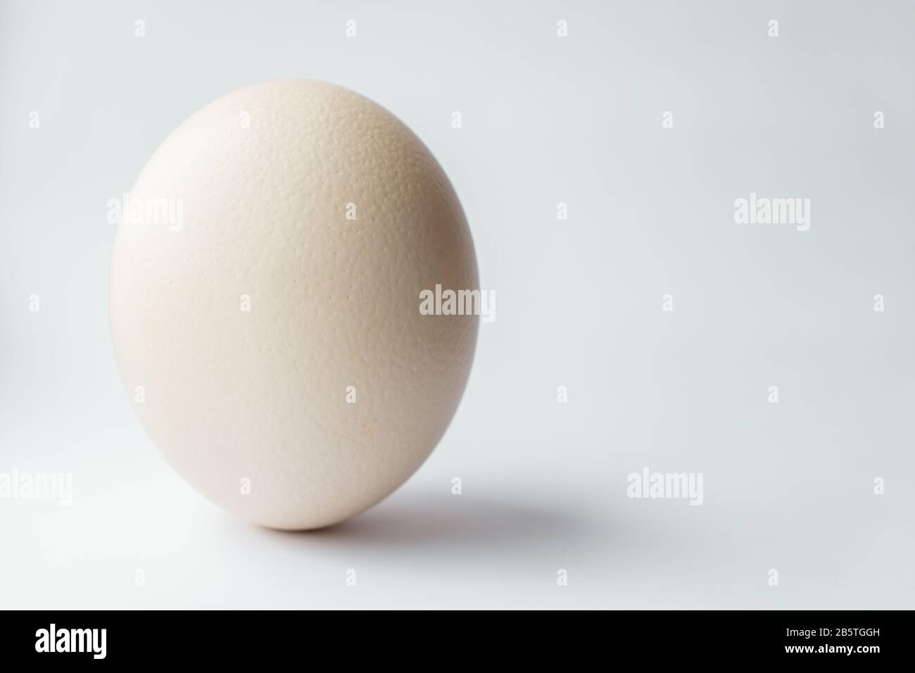 Ostrich egg on a white background. Large ostrich egg in an upright position on a white background. Stock Photo