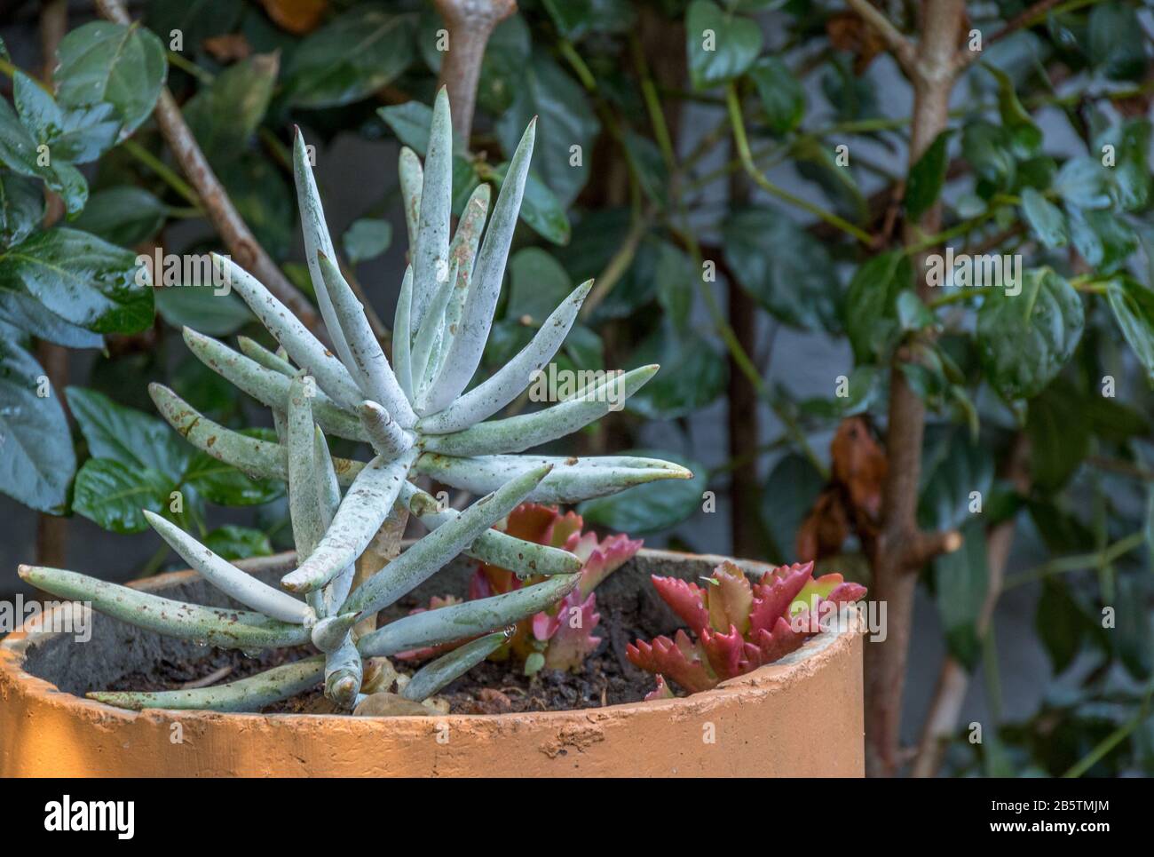 Succulent plants in an outside pot in a garden image in horizontal format Stock Photo