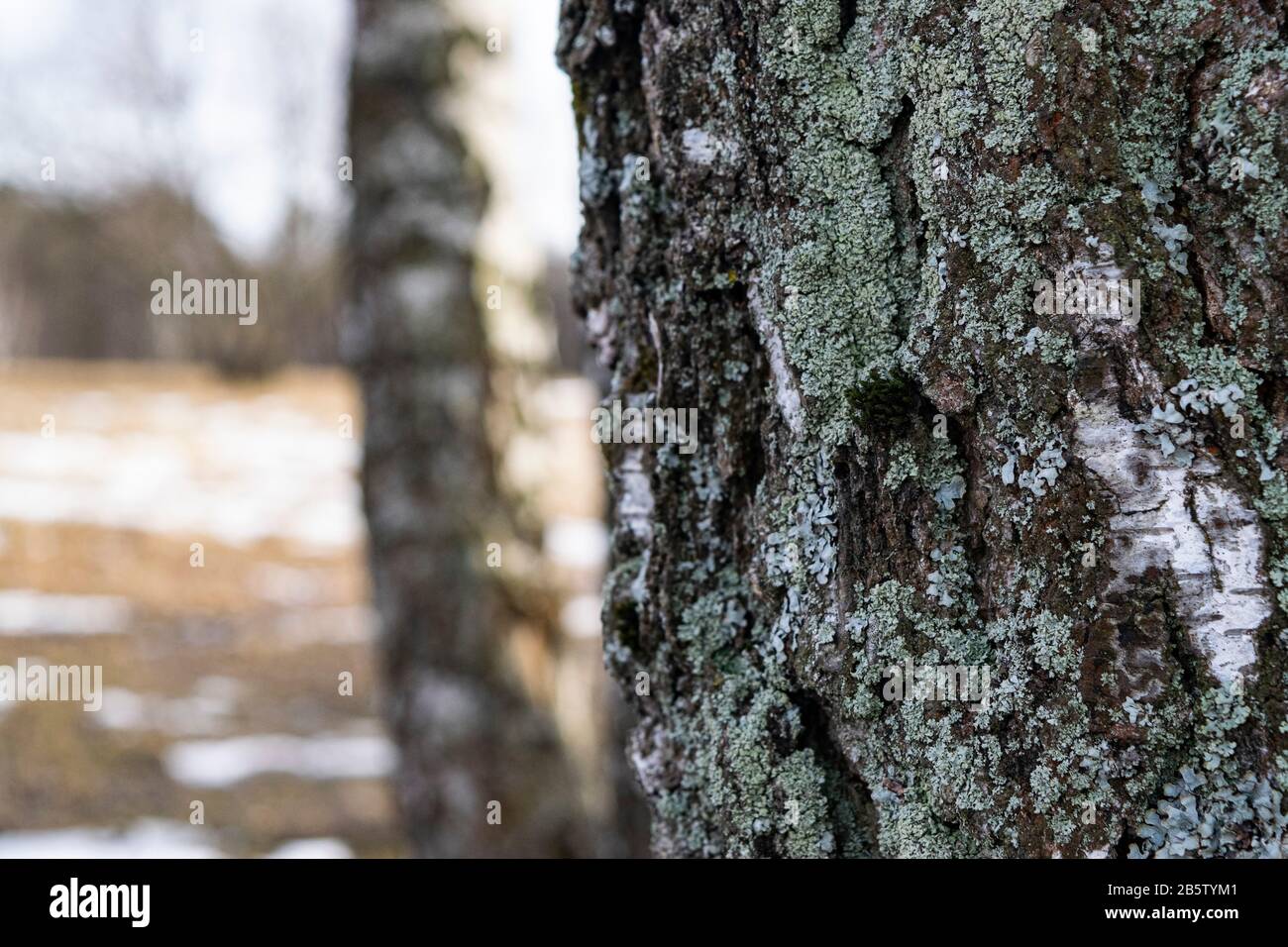 The surface texture of bark of old birch trees. Close up Stock Photo