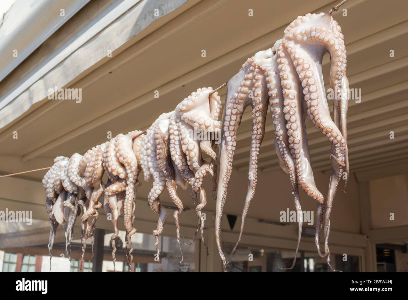 Octopus tentacles drying in the sun near a cafe in greece Stock Photo