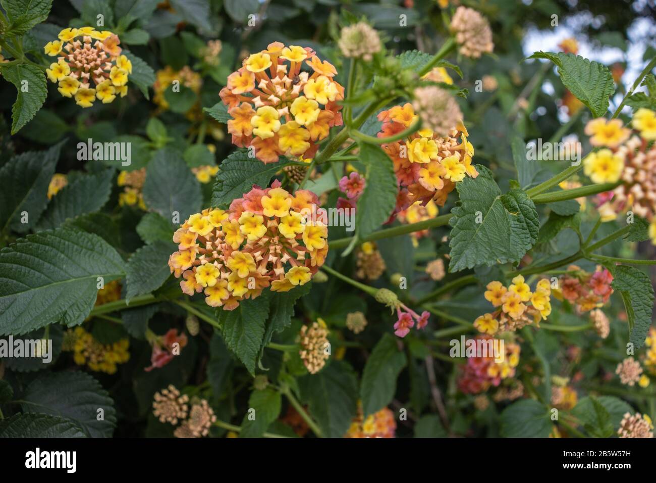 Blooming yellow lantana flowers on green bushes Stock Photo