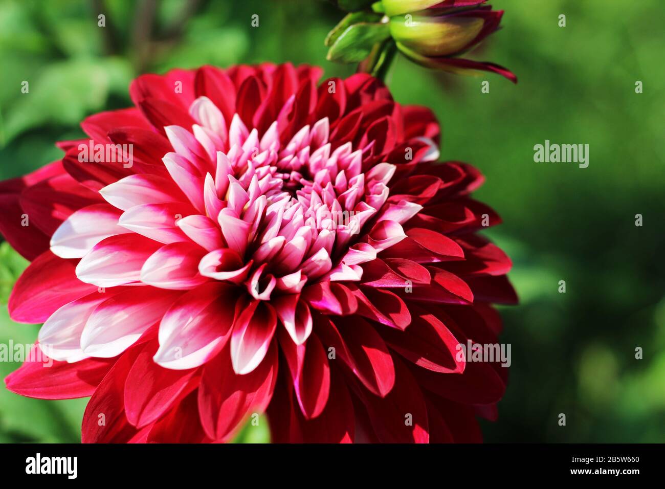 Deep Color Flower Colorful closeup vibrant flower in the garden macro photography ...