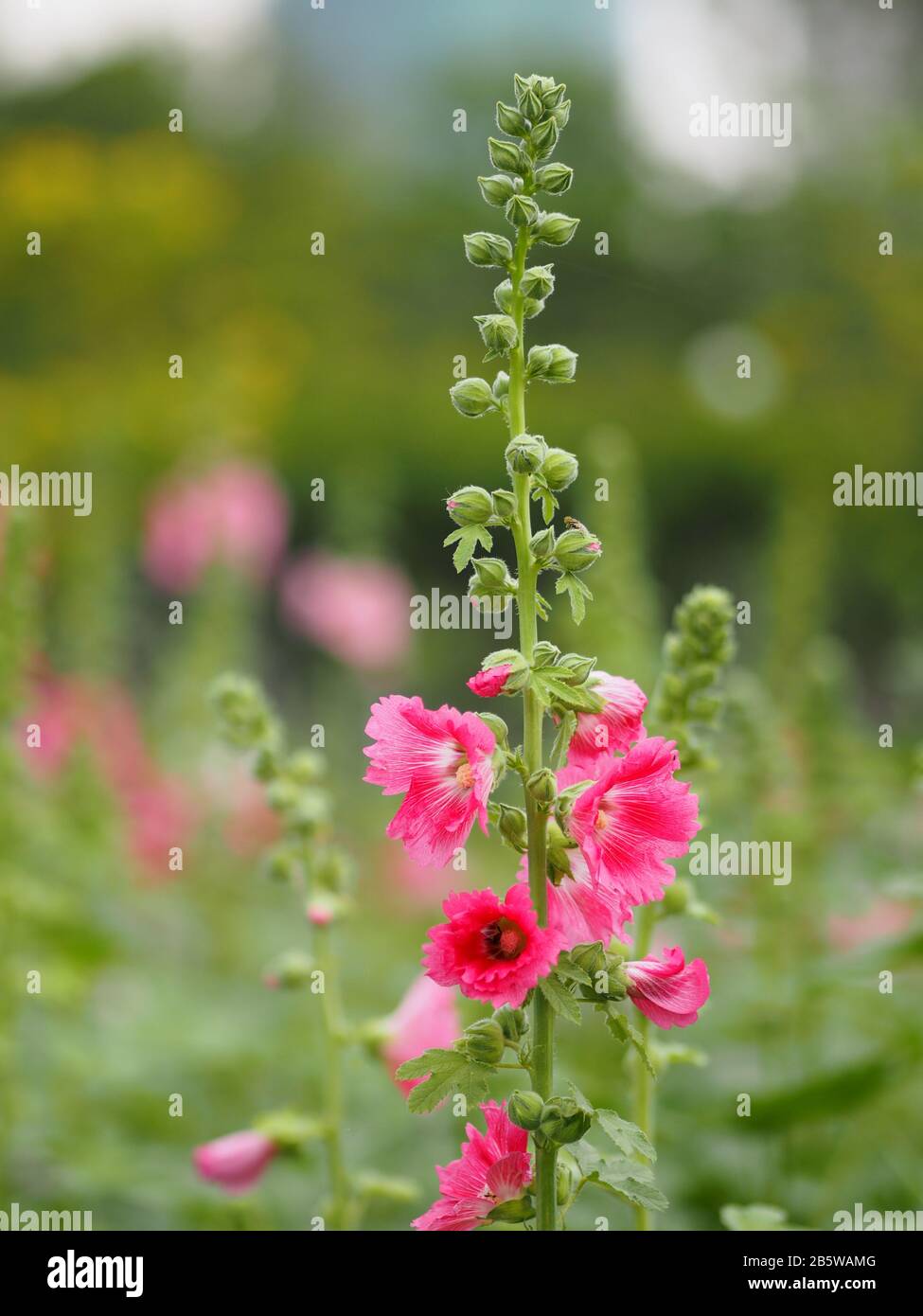 Hollyhock, Althaea or Perennials Plant Flowers Pink flower in garden on blurred of nature background Stock Photo