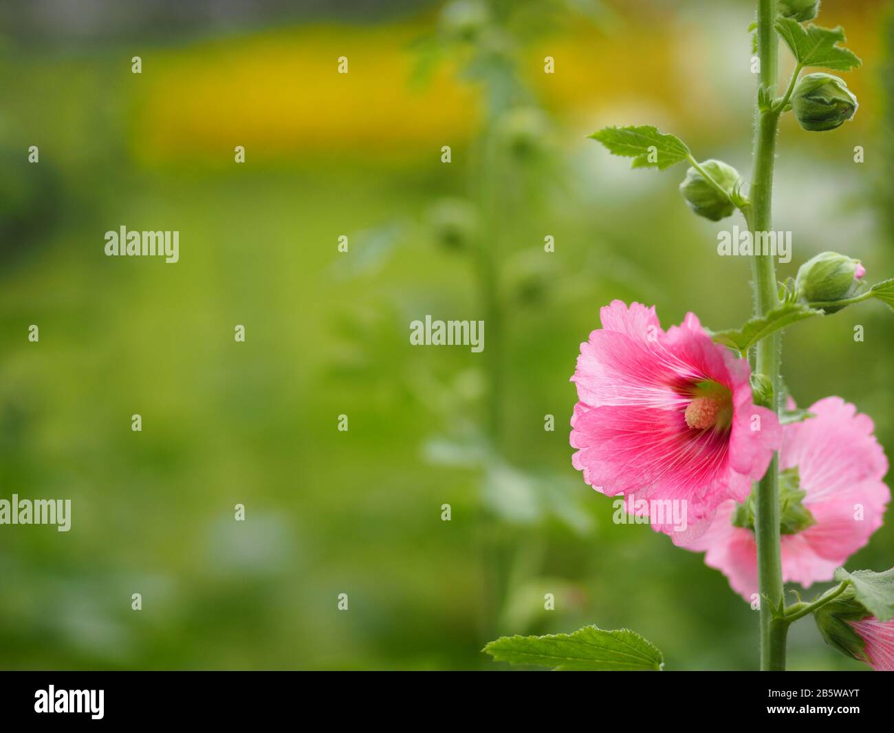Hardy annual or perennial Althaea include Hollyhock, Marsh Mallow Mallards, and Sweet weed, Pink flower in garden on blurred of nature background Stock Photo
