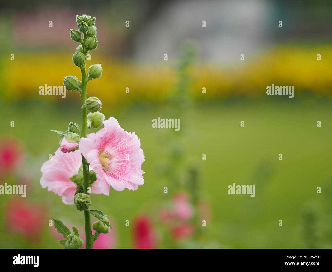 Hardy annual or perennial Althaea include Hollyhock, Marsh Mallow Mallards, and Sweet weed, Pink flower in garden on blurred of nature background Stock Photo