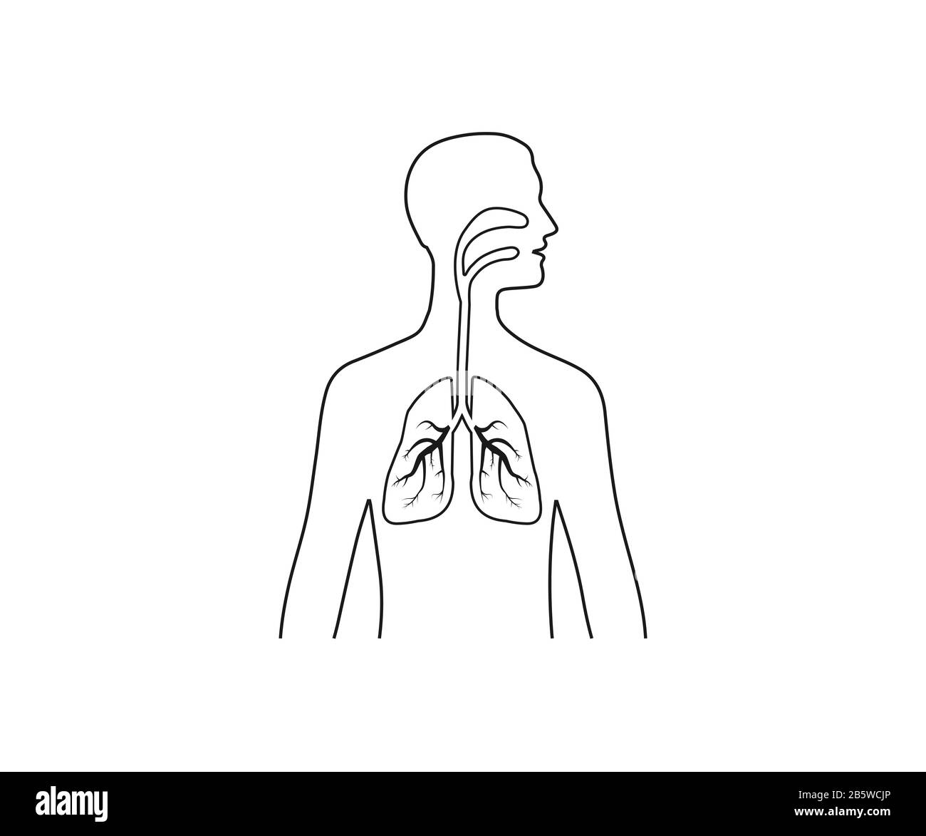 Lungs man body silhouette. Vector illustration, flat design. Stock Vector