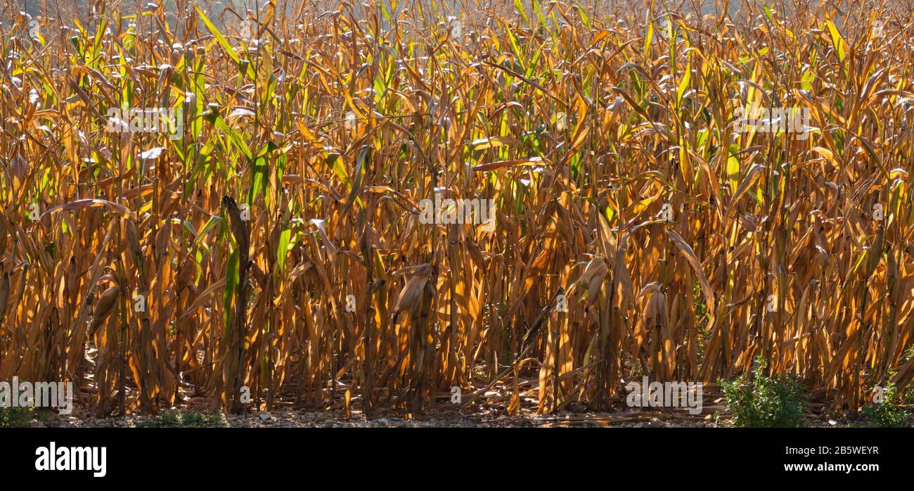 Field of maize Stock Photo