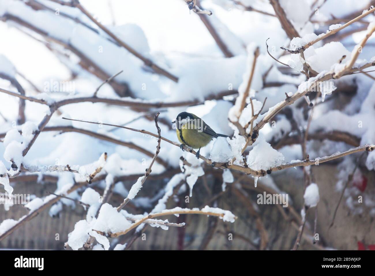 Greater titmouse bird sitting on a seed-can. winter season snow cold Stock Photo