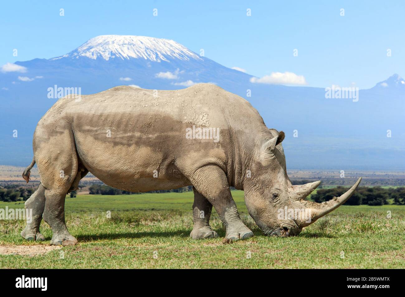 Rhino in front of Kilimanjaro mountain, Amboseli National Park of Kenya, Africa Stock Photo