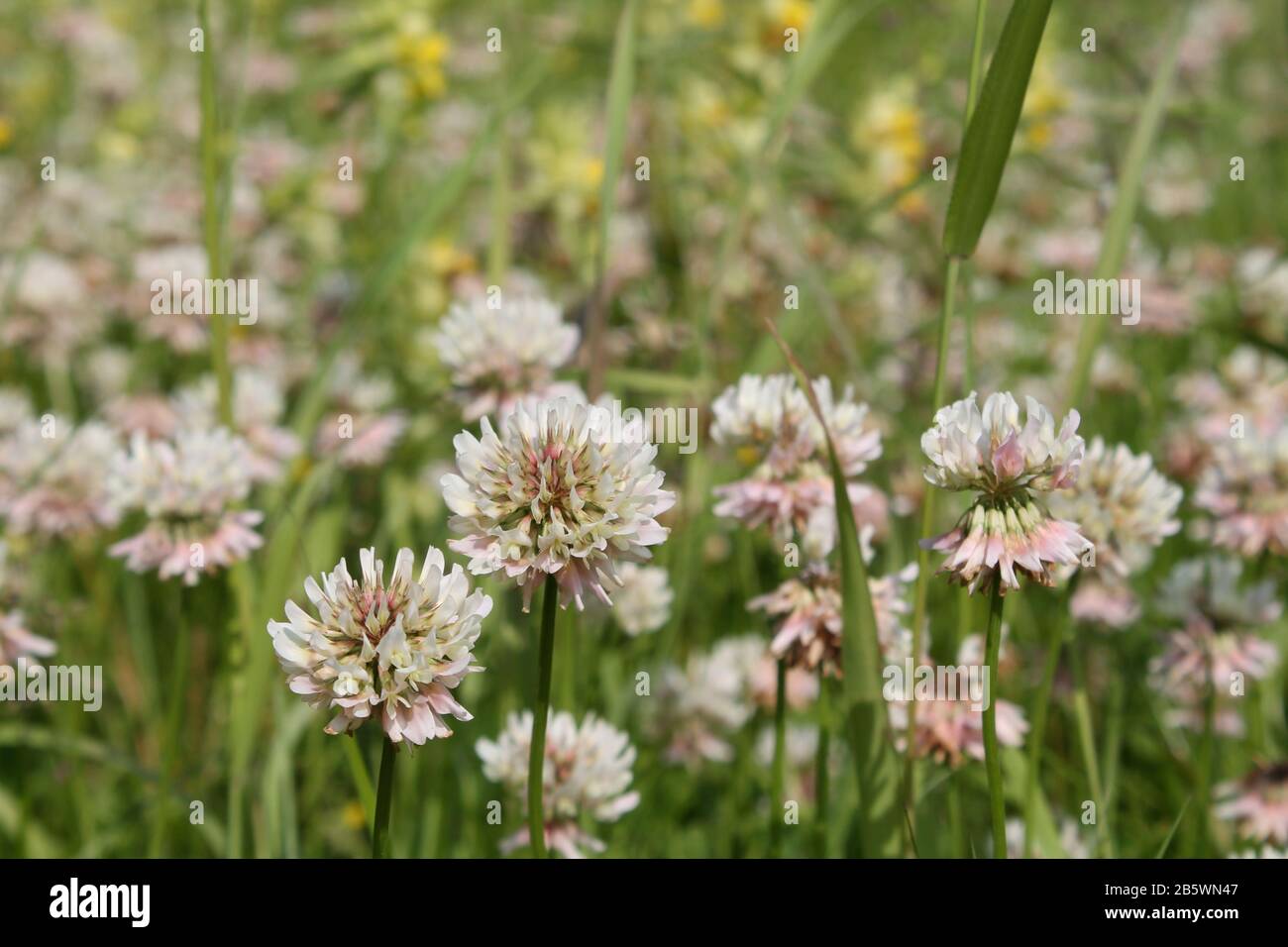 Dutch white clover lawn in the meadow. Ladino clover growing on the field. Plant used in herbal