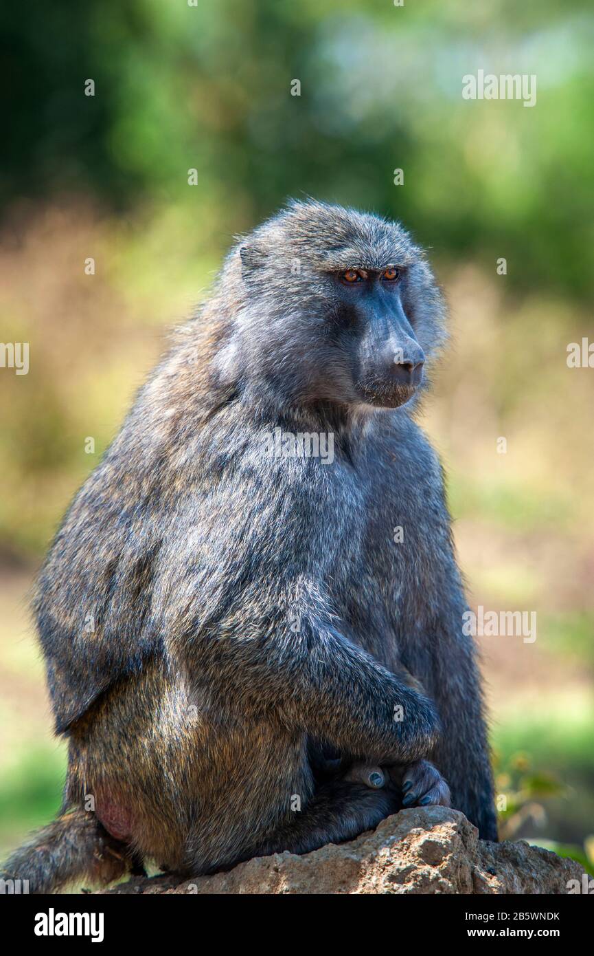 Baboon natural habitat hi-res stock photography and images - Alamy
