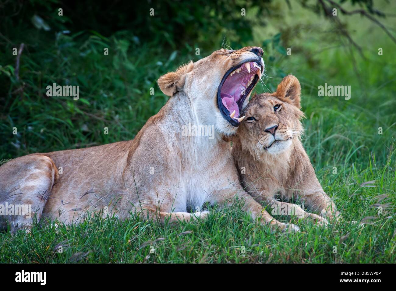 Two Lions in the grass of the National park of Kenya, Africa. Animal in the habitat. Wildlife scene from nature Stock Photo