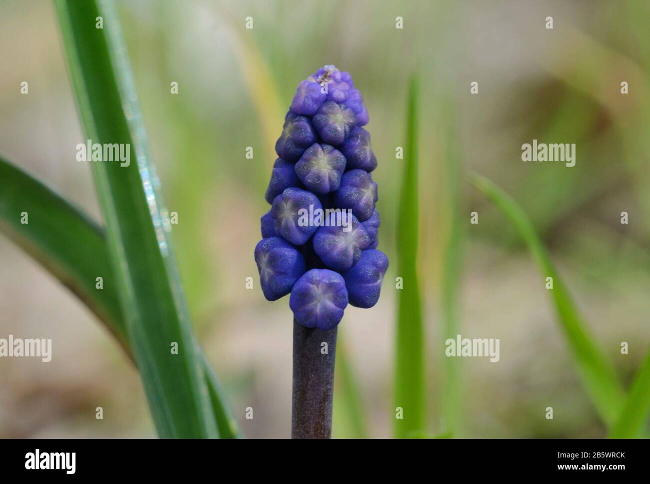 close-up of Grape Hyacinth blue flower against green meadow background Stock Photo