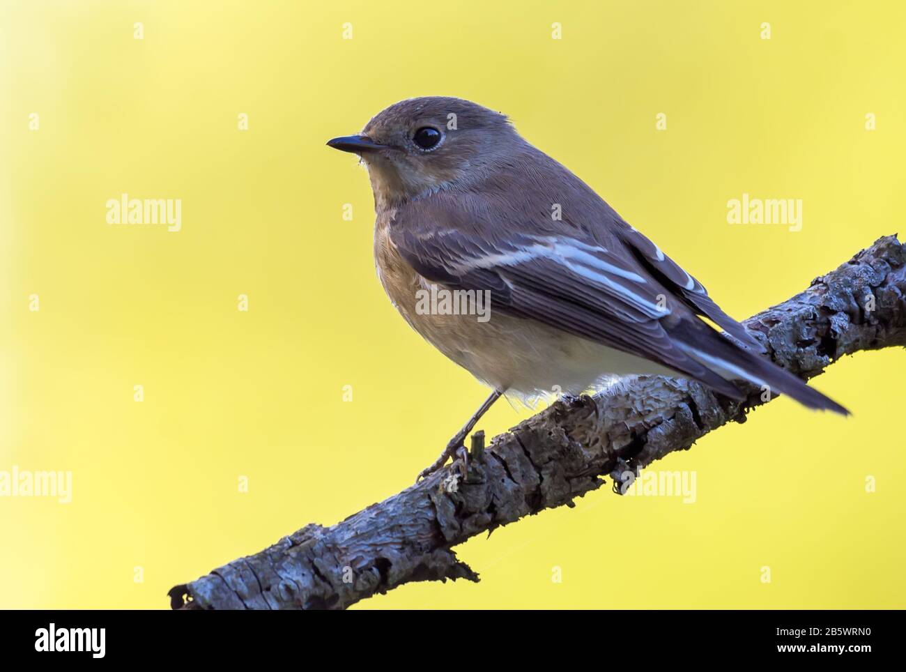 European pied flycatcher (ficedula hypoleuca) sits on small branch with clean yellow background Stock Photo