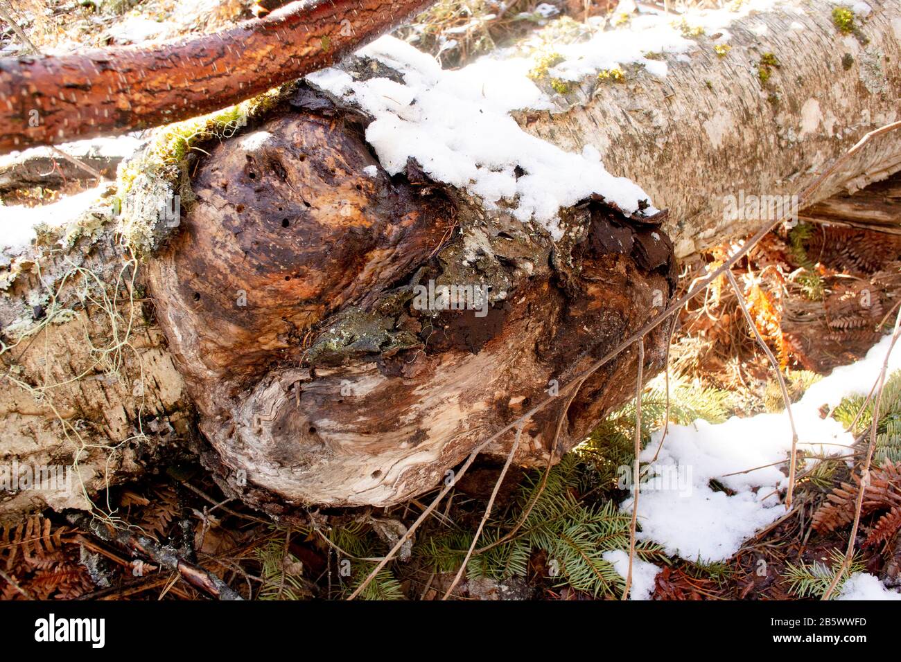 A large burl on a  dead Red Birch tree, (Betula occidentalis) along Callahan Creek, in Troy, Montana.  Kingdom: Plantae Clade: Tracheophytes Clade: An Stock Photo