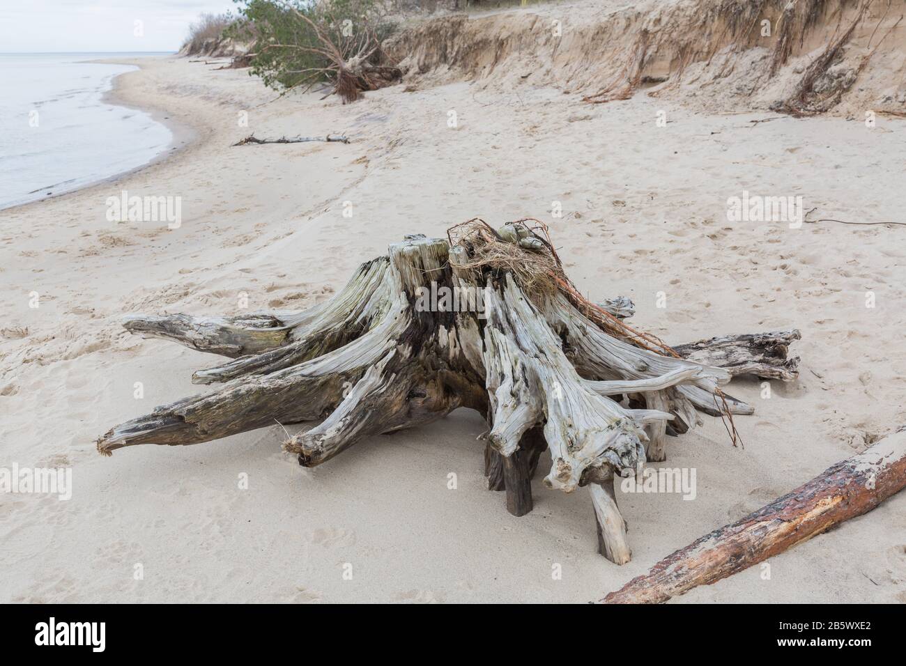 City Carnikava, Latvia. At the sea, wooden roots are washed away in the sand.07.03.2020 Stock Photo