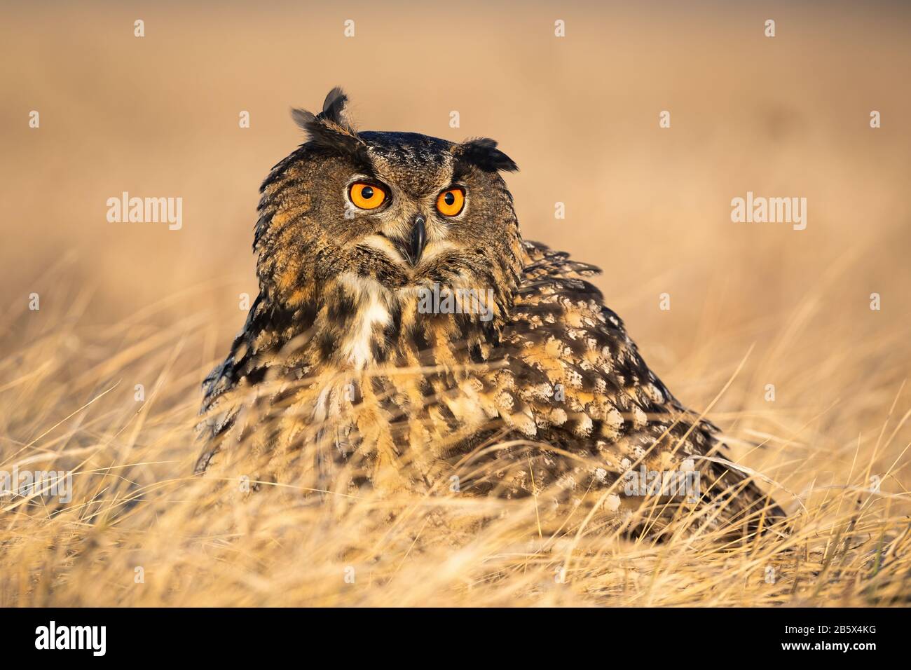 Annoyed eurasian eagle-owl screeching with beak open in grass in autumn. Stock Photo