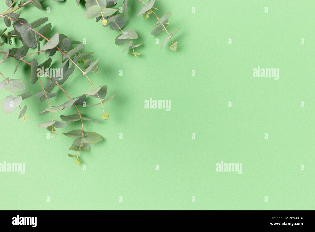 Green eucalyptus branches flower hi-res stock photography and images ...
