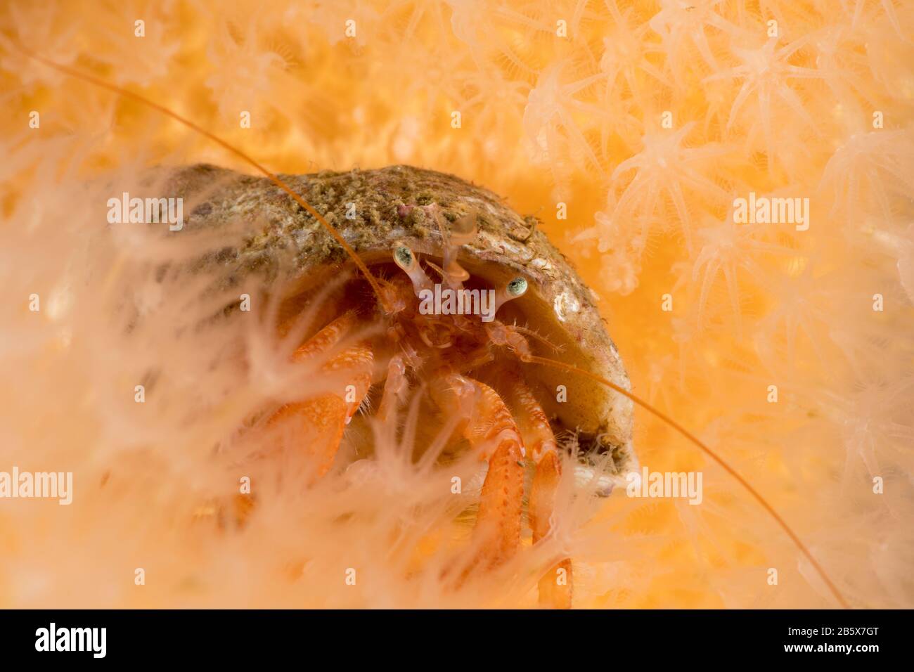 Common hermit crab Stock Photo