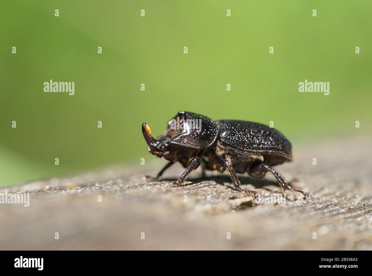 Rhinoceros stag beetle (Sinodendron cylindricum) Stock Photo