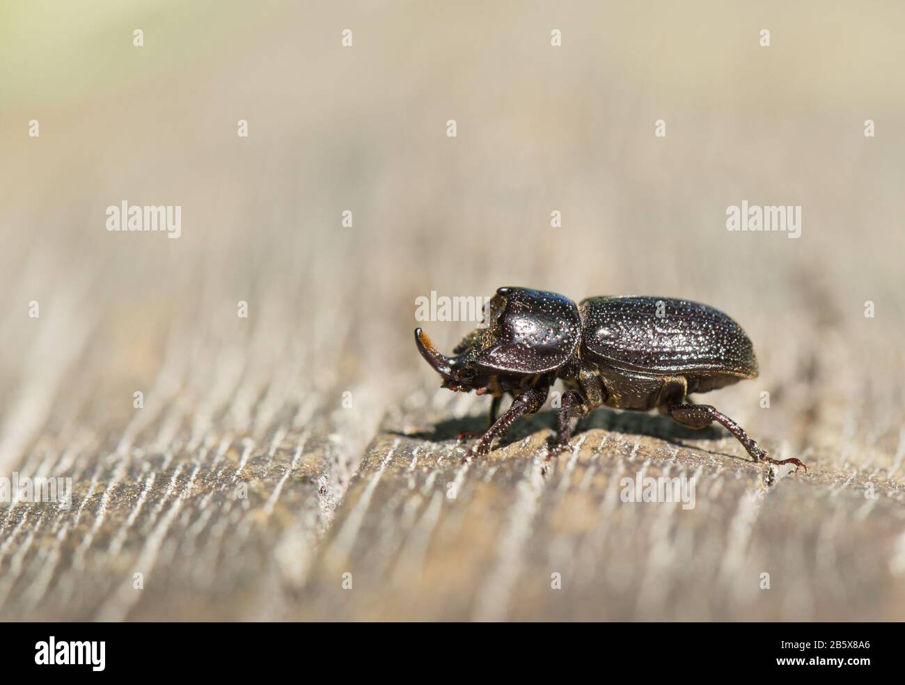 Rhinoceros stag beetle (Sinodendron cylindricum) Stock Photo