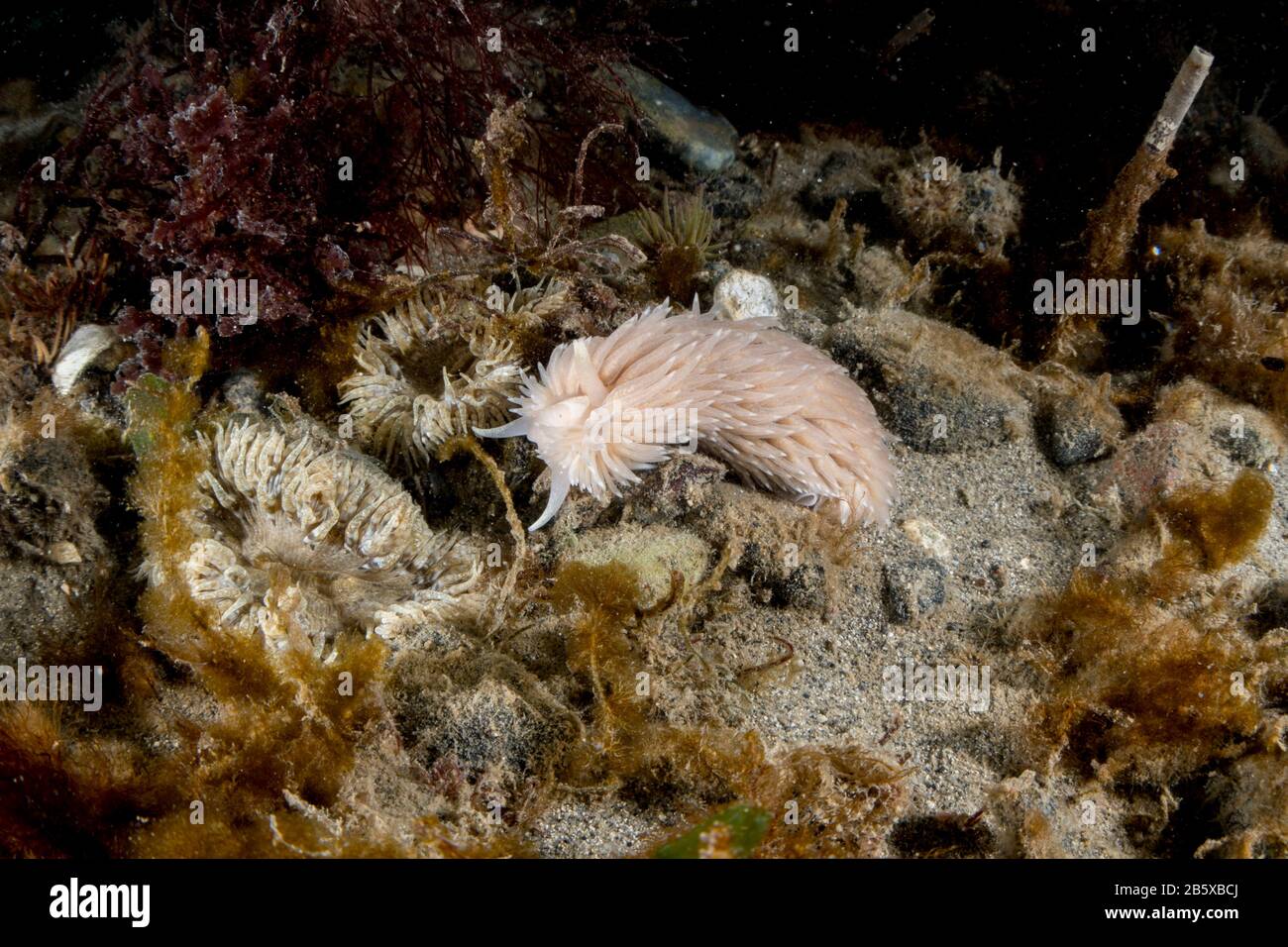 Grey sea slug Stock Photo