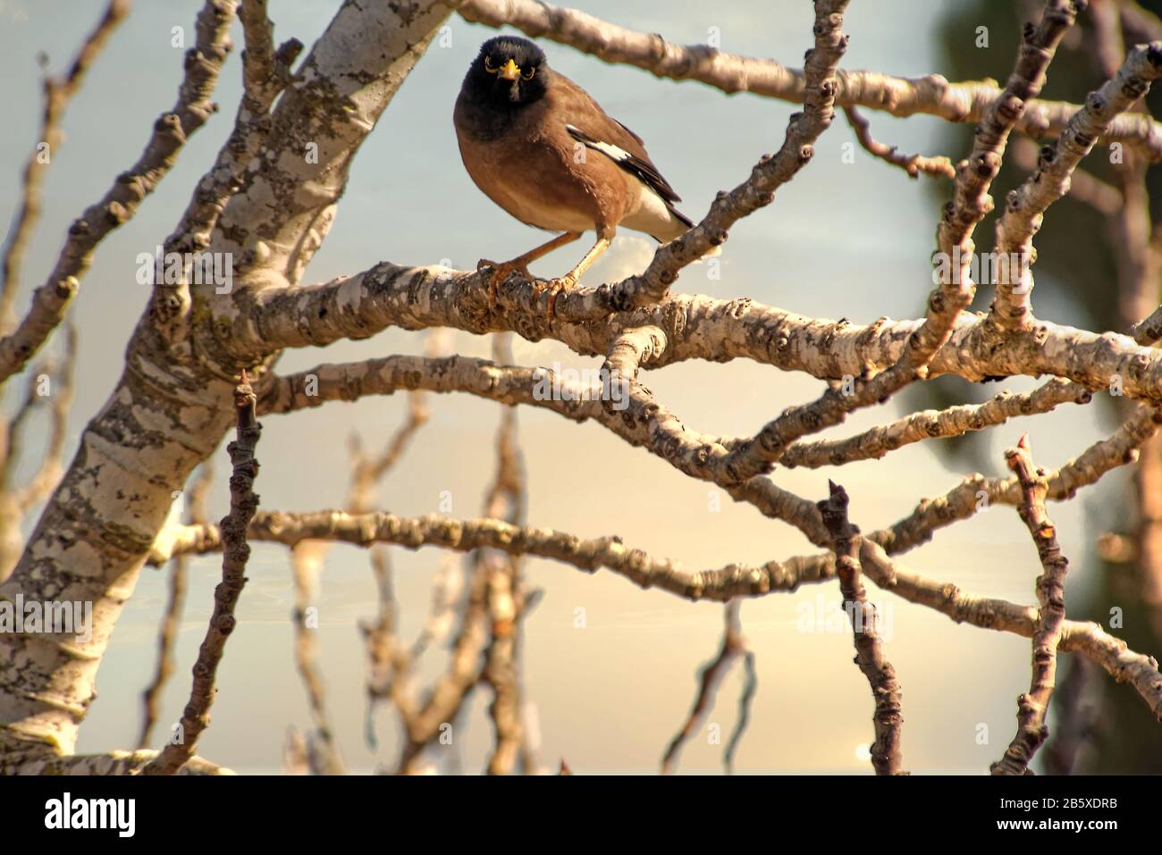 Little Bird Perched on a Branch tree branch on a bright sunny day. Stock Photo