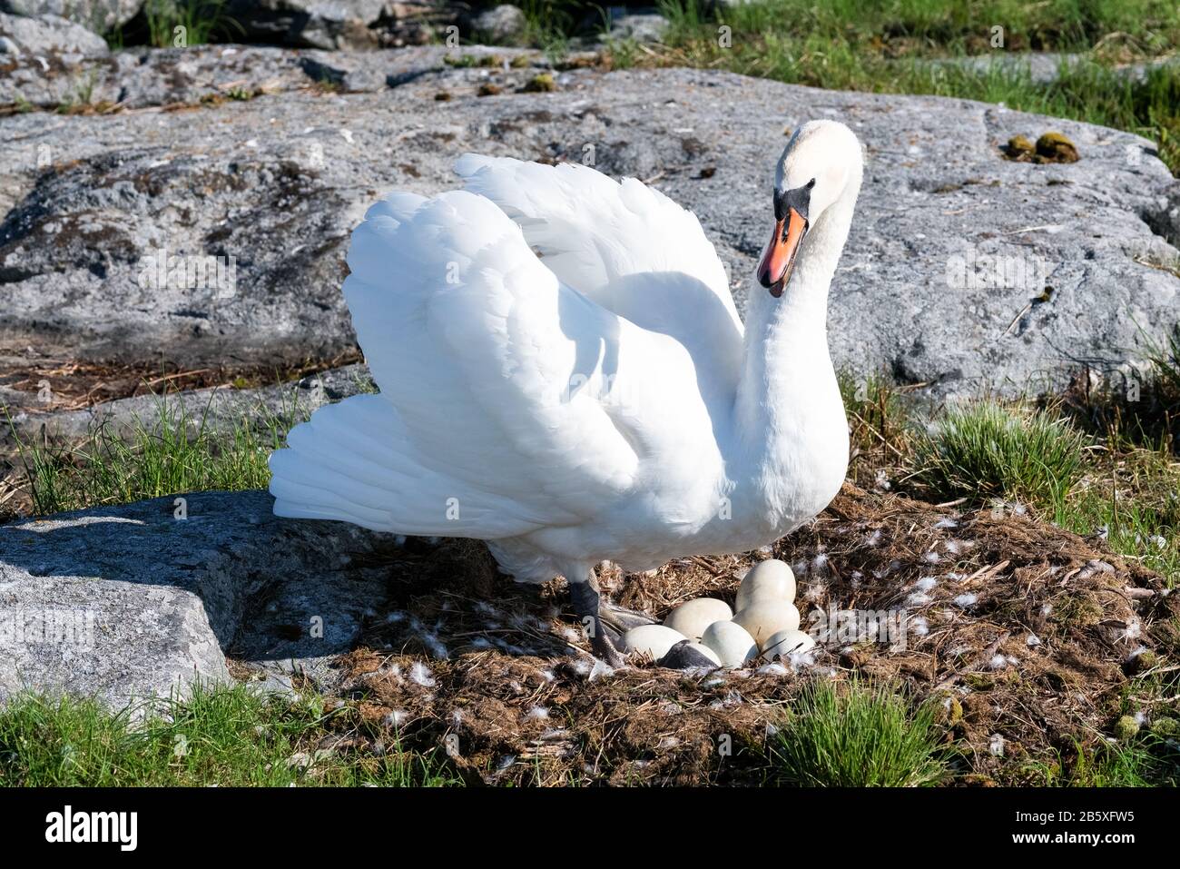 A nesting swan at Kutuhället island, Sipoo, Finland Stock Photo