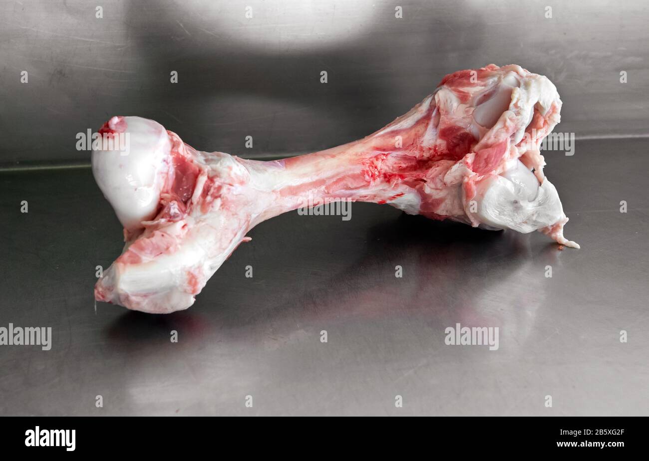 Trimmed raw calf femur on a metal counter in a butchery waiting to be sliced into marrow bones for cooking Stock Photo