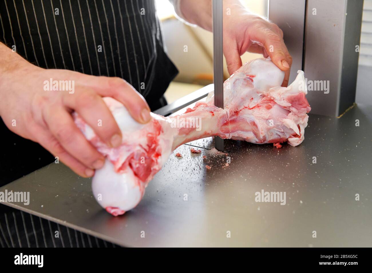 Butcher slicing a fresh trimmed raw calf femur on a band saw to make marrow bones in a close up on his hands Stock Photo