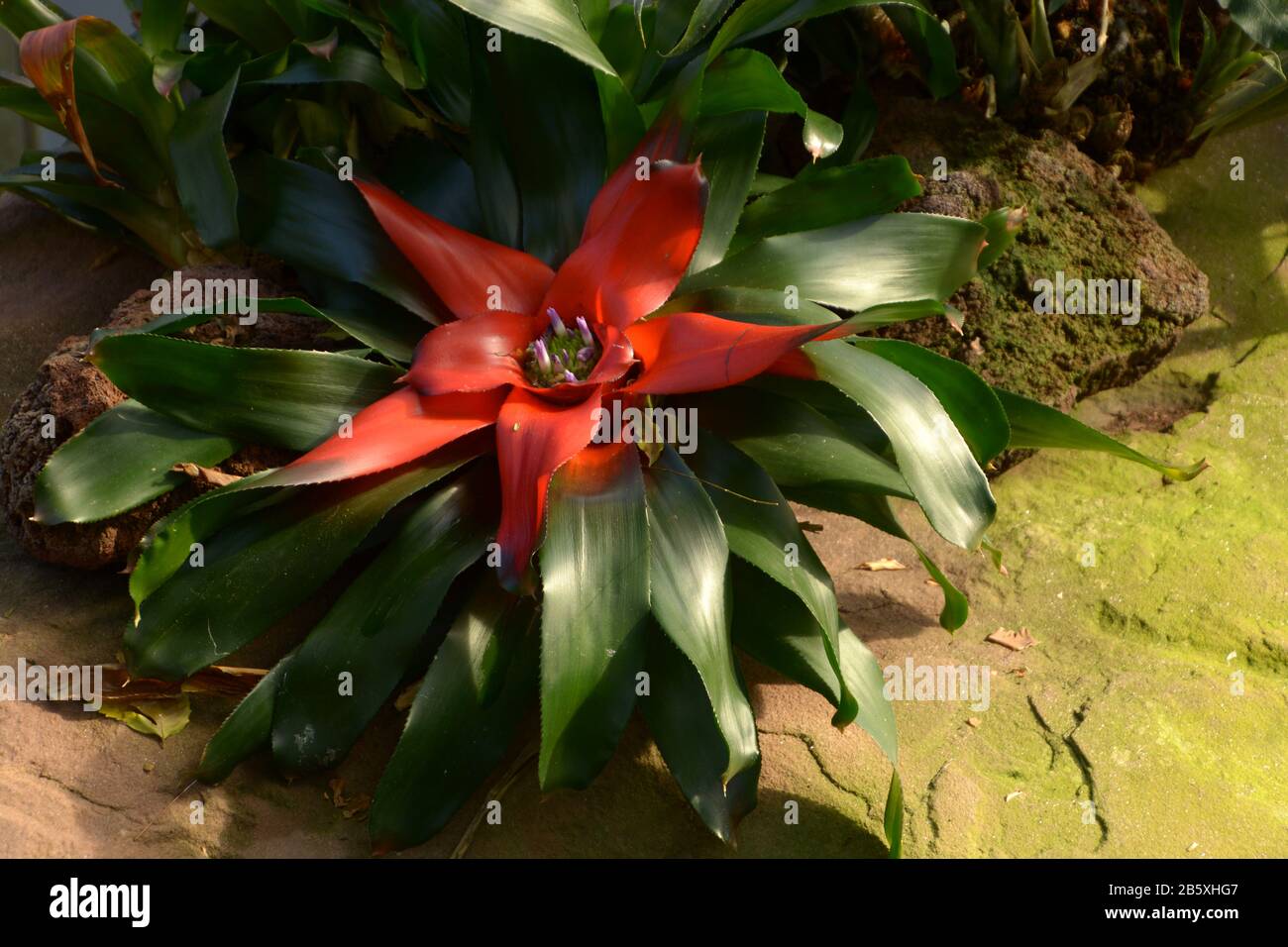 red bromeliad with tiny lavender-colored petals in greenhouse, bromeliaceae with deep red rosette Stock Photo