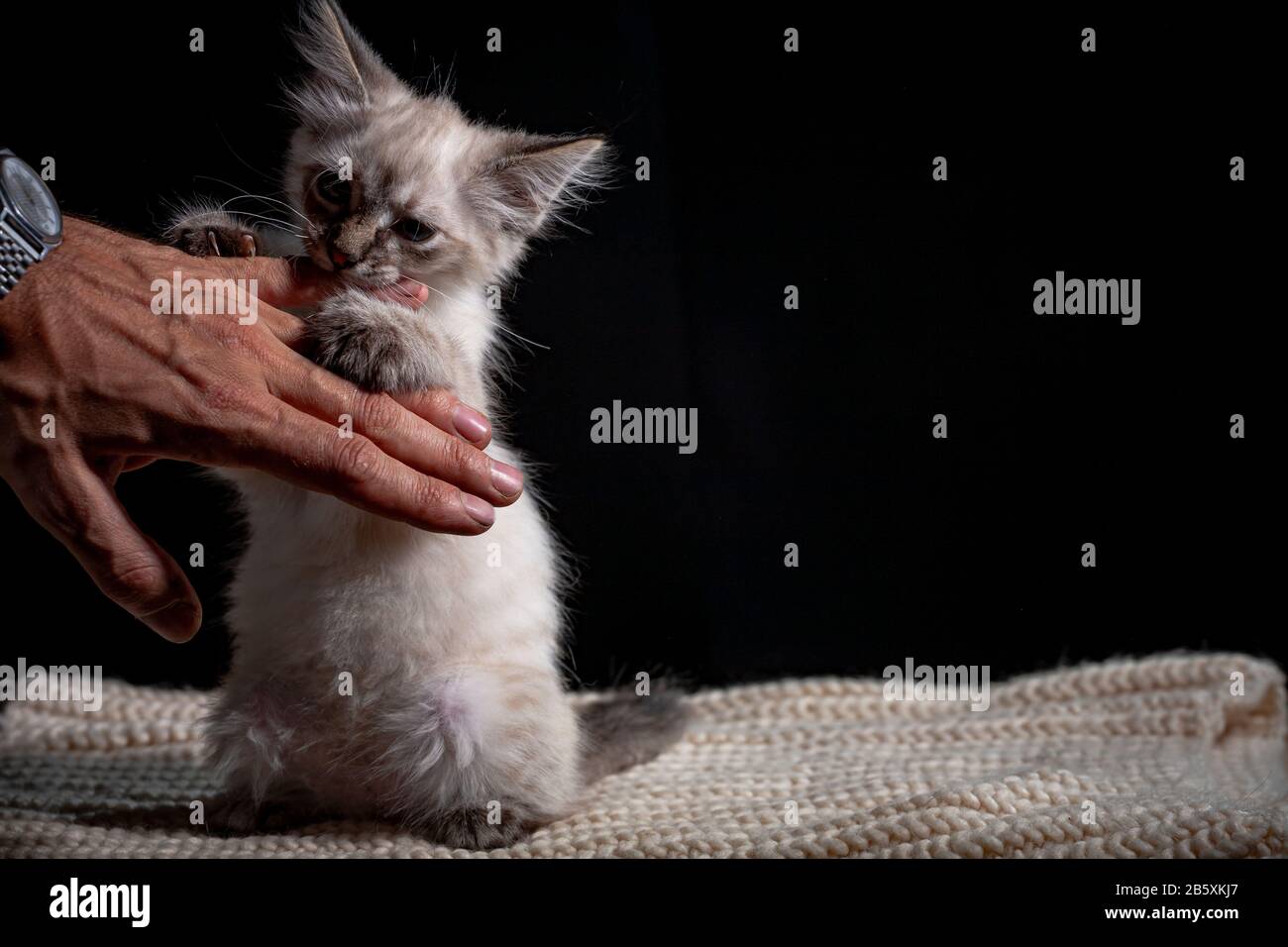 kitten plays with litter