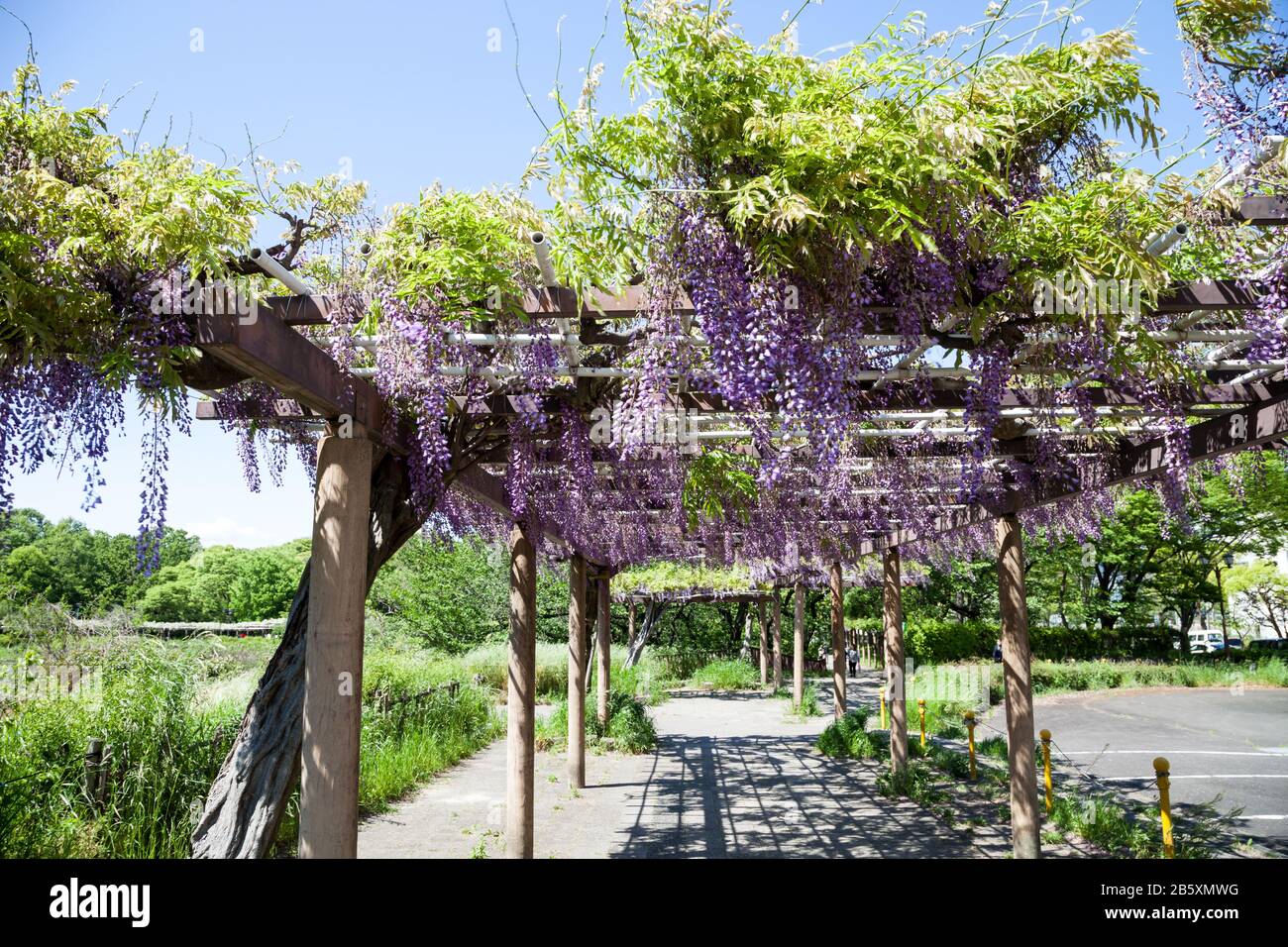 Wisteria trellis hires stock photography and images Alamy