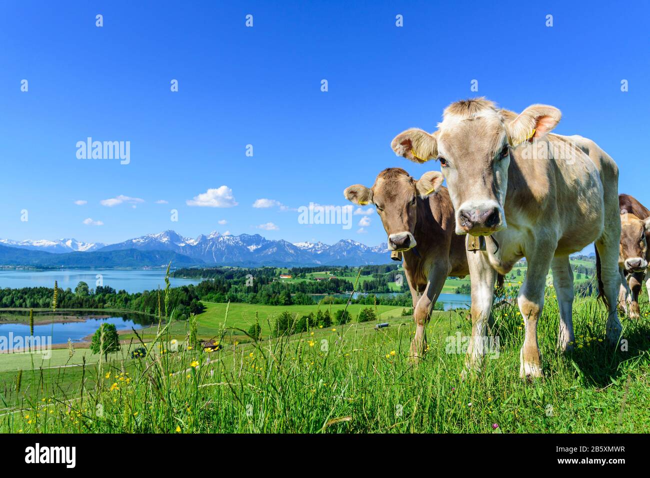 Grazing cows on meadow in summertime near Forggensee Stock Photo - Alamy