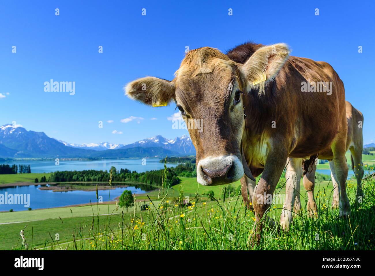 Grazing cows on meadow in summertime near Forggensee Stock Photo - Alamy