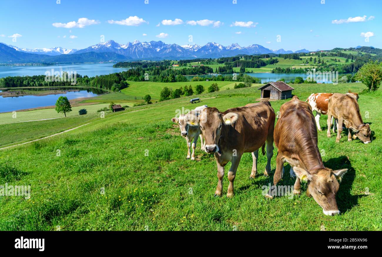 Grazing cows on meadow in summertime near Forggensee Stock Photo - Alamy
