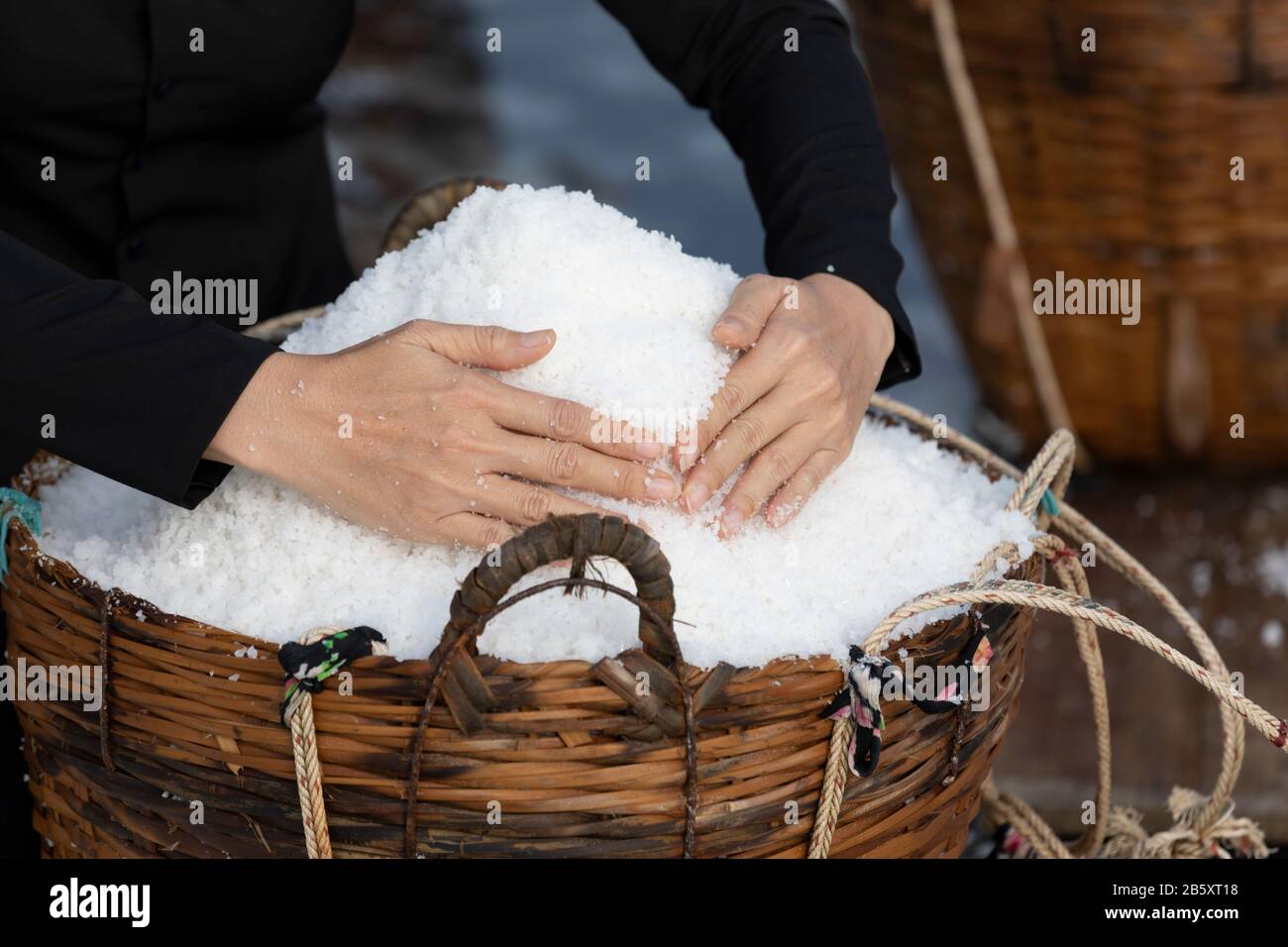 Bringing Salt The hands of a female worker filling a basket of salt in traditional ...