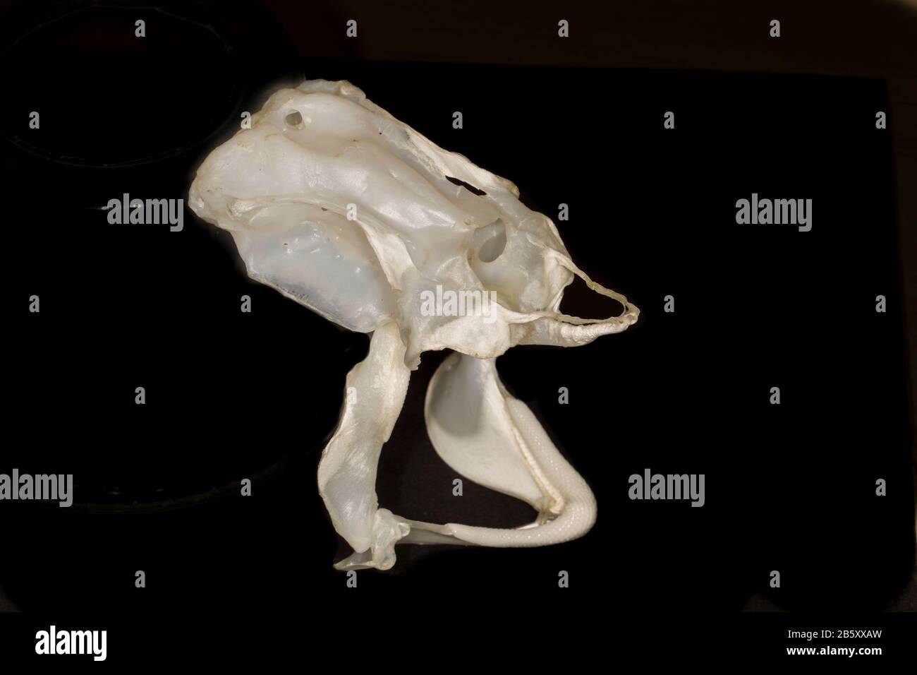Shark skull Stock Photo