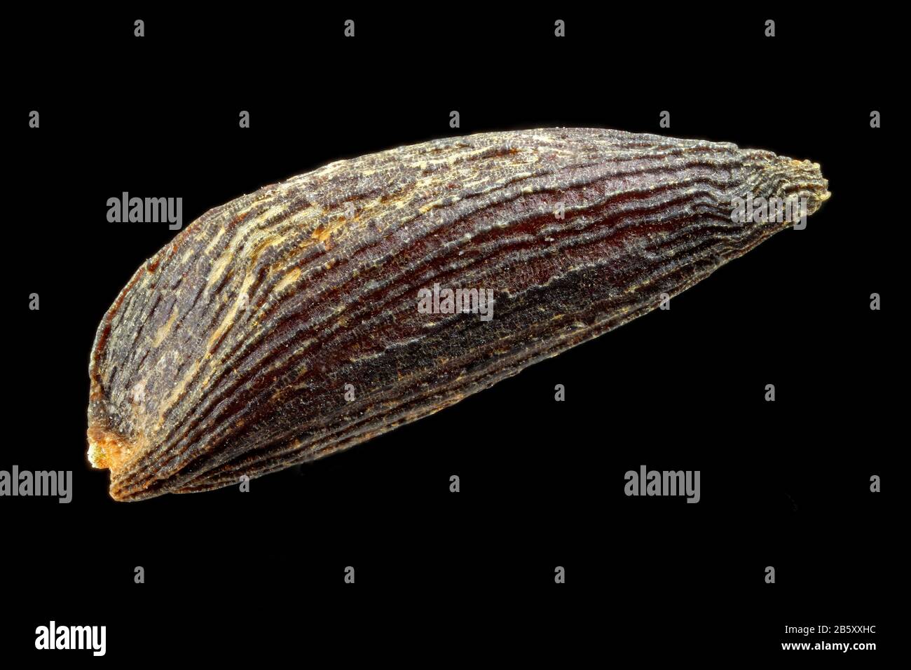 Alliaria petiolata, Garlic mustard, Knoblauchsrauke, close up, seed, 2-3 mm long Stock Photo