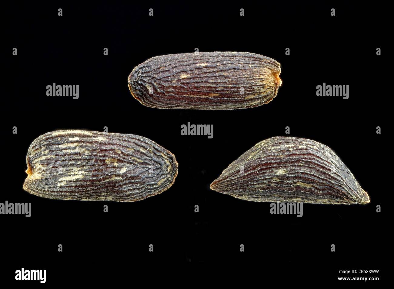 Alliaria petiolata, Garlic mustard, Knoblauchsrauke, close up, seeds, 2-3 mm long Stock Photo