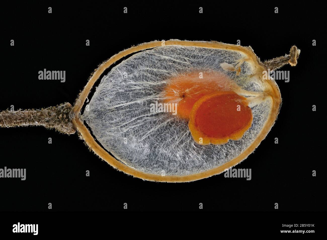Alyssum wulfenianum, Wulfen-Steinkraut, close up, fruit with seeds Stock Photo