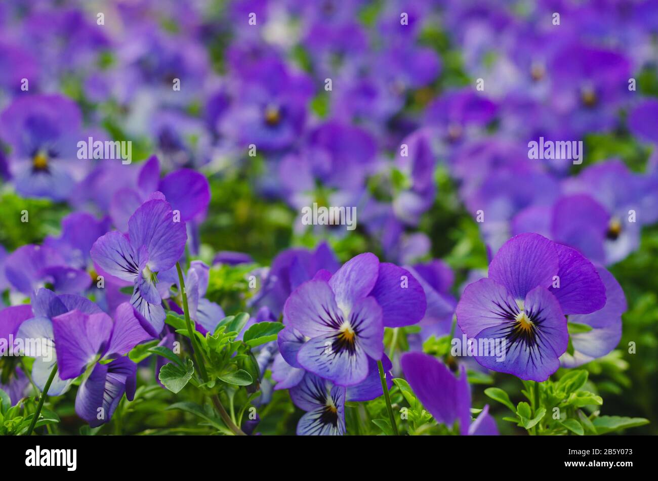 Purple Horned Pansy flowers in garden for spring season concept. Stock Photo