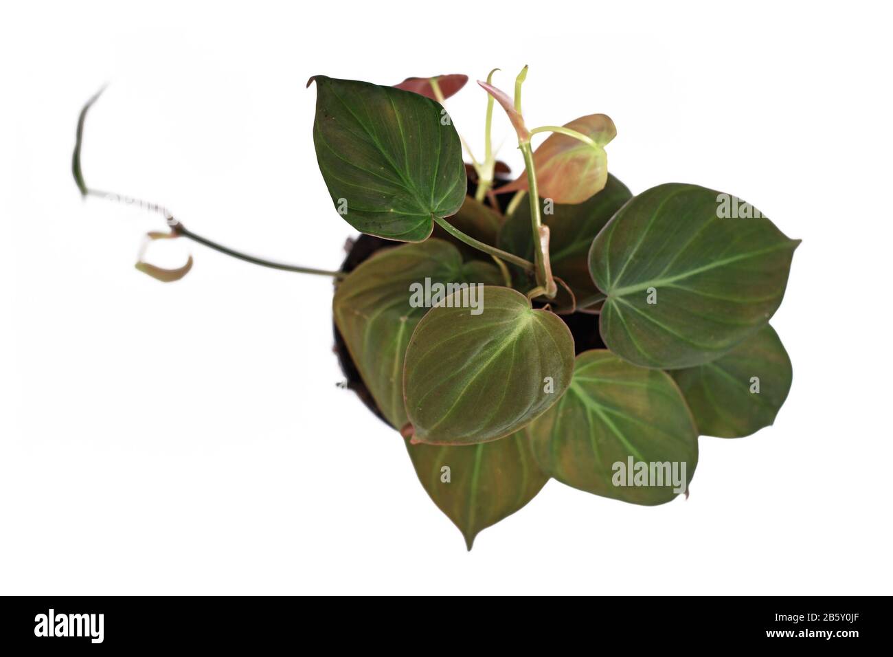 Philodendron micans hi-res stock photography and images - Alamy