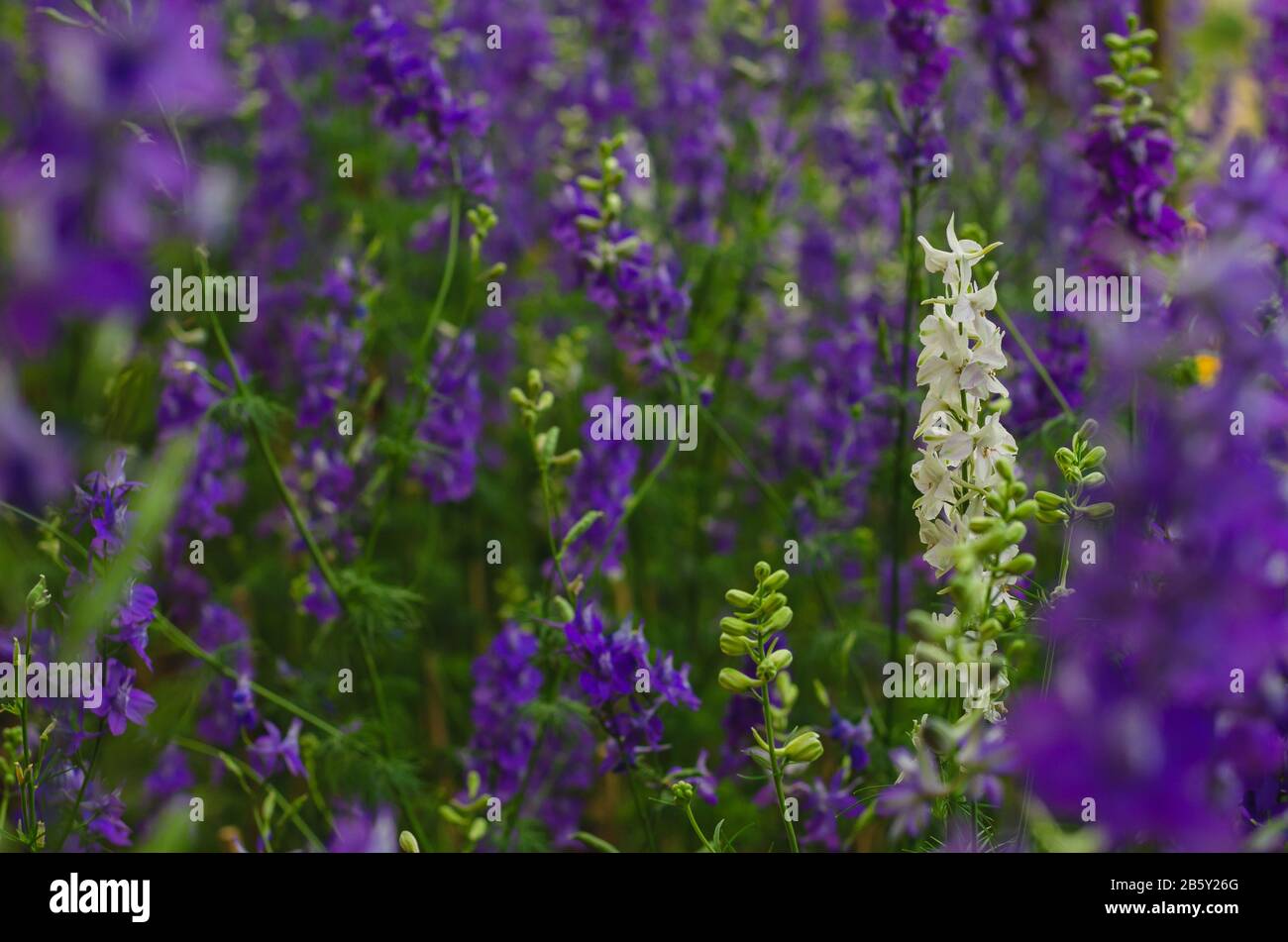 White Consolida regalis flower stand out among purple color of them for spring season concept. Stock Photo