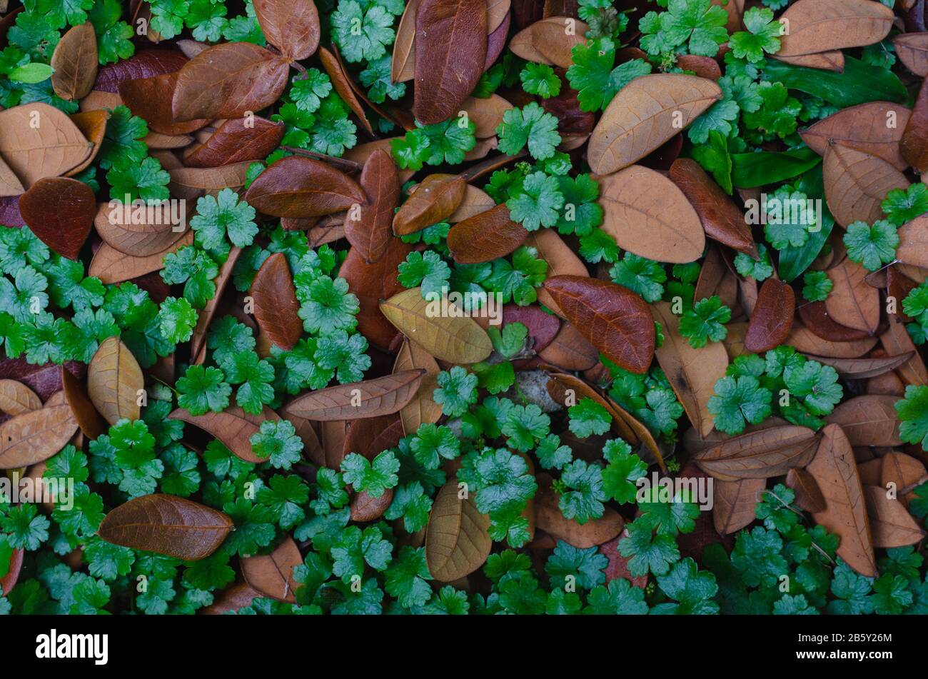 Lawn Marsh Pennywort tree (Hydrocotyle sibthorpioides) with dried leaves of Rain tree for background concept. Stock Photo